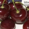 Utah Giant Cherry Tree - Live Plant 3-4 ft Tall - Grafted Sweet Cherry - Image 1