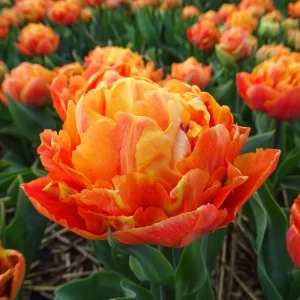 Valdivia Peony Style Tulip Bulbs - Double Early, Fragrant, Orange, 20-24 in - Image 1