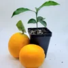 Valencia Orange Live Plant Seedling - 3-5 Inches Tall Citrus Tree - Image 1