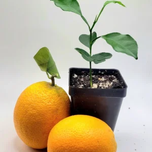 Valencia Orange Live Plant Seedling - 3-5 Inches Tall Citrus Tree - Image 3