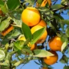 Valencia Orange Live Plant – Sweet Citrus Tree – 4-5 ft Tall in 5 Gallon Pot - Image 1