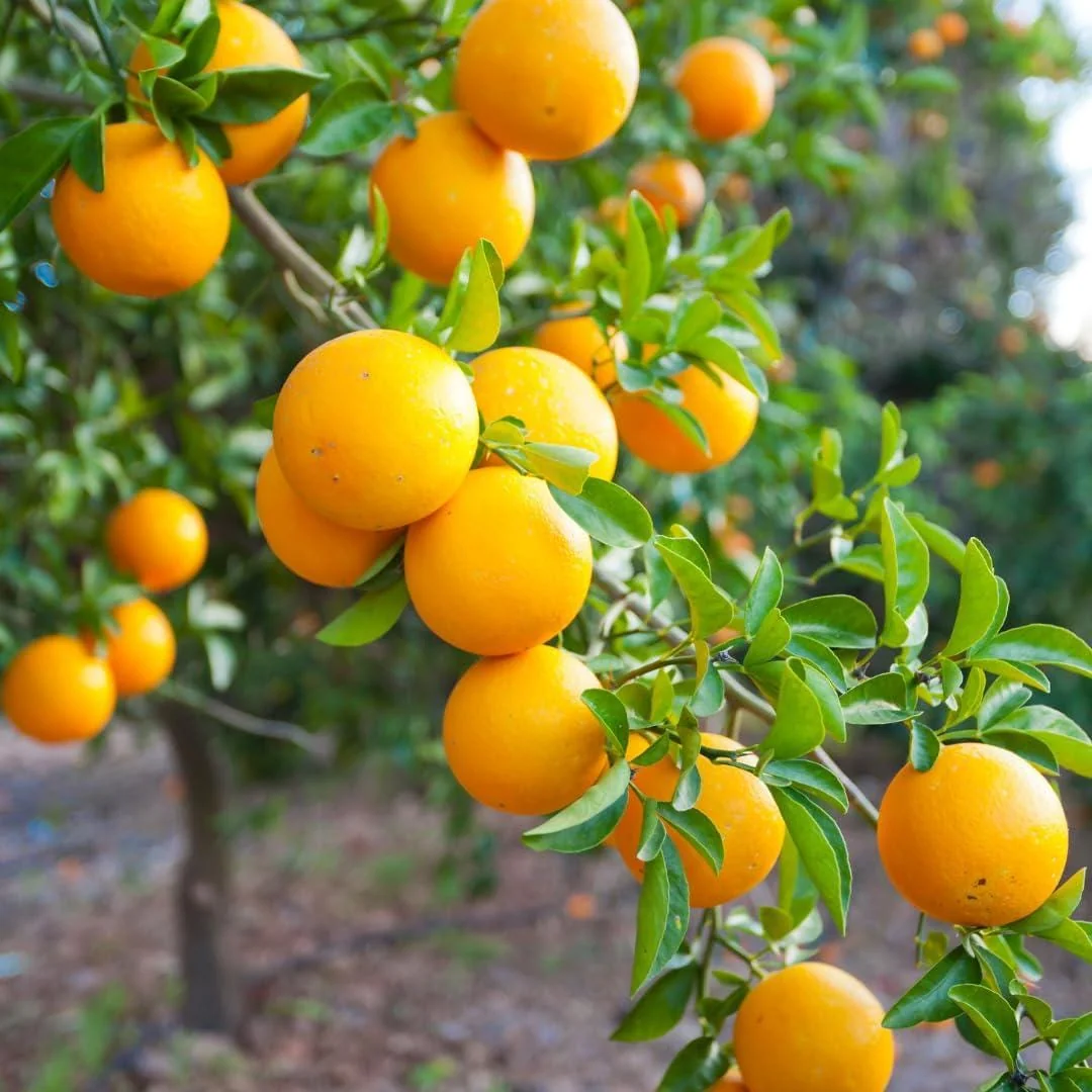Valencia Orange Live Plant – Sweet Citrus Tree – 4-5 ft Tall in 5 Gallon Pot - Image 2