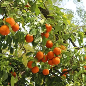 Valencia Orange Live Plant – Sweet Citrus Tree – 4-5 ft Tall in 5 Gallon Pot - Image 3