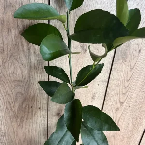 Valencia Orange Tree Live Plant, Grafted, 1/2 Gallon Pot, Sweet Citrus - Image 2