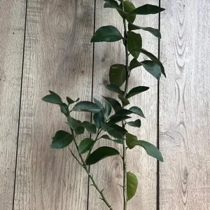 Valencia Orange Tree Live Plant, Grafted, 1/2 Gallon Pot, Sweet Citrus - Image 4