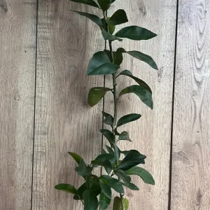 Valencia Orange Tree Live Plant, Grafted, 1/2 Gallon Pot, Sweet Citrus - Image 5