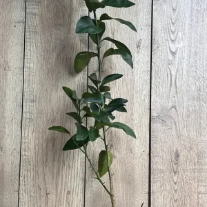 Valencia Orange Tree Live Plant, Grafted, 1/2 Gallon Pot, Sweet Citrus - Image 6