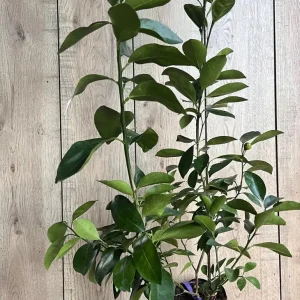 Valencia Orange Tree Live Plant, Grafted, 1/2 Gallon Pot, Sweet Citrus - Image 7