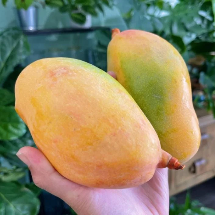 Valencia Pride Grafted Mango Tree - 12-18" Tall Live Plant - Tropical Fruit - Image 3