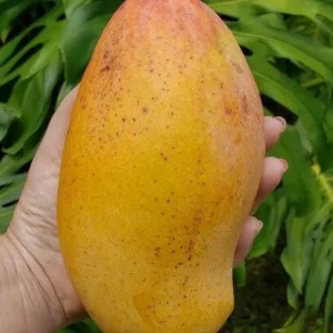 Valencia Pride Grafted Mango Tree - 12-18