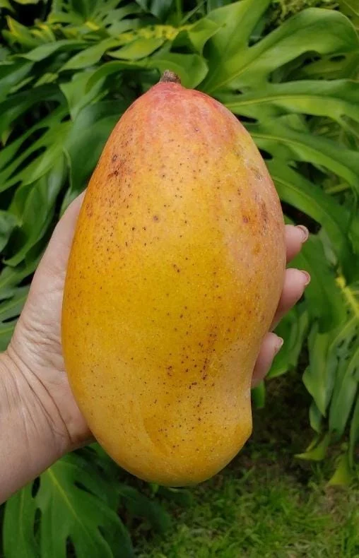 Valencia Pride Grafted Mango Tree - 12-18" Tall Live Plant - Tropical Fruit - Image 4