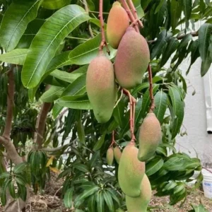 Valencia Pride Grafted Mango Tree - 12-18