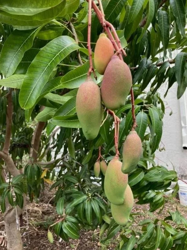 Valencia Pride Grafted Mango Tree - 12-18" Tall Live Plant - Tropical Fruit - Image 5