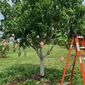 Valencia Pride Grafted Mango Tree - 12-18