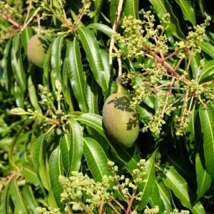 Valencia Pride Grafted Mango Tree - 12-18