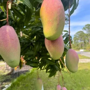 Valencia Pride Grafted Mango Tree - 12-18" Tall Live Plant - Tropical Fruit - Image 1