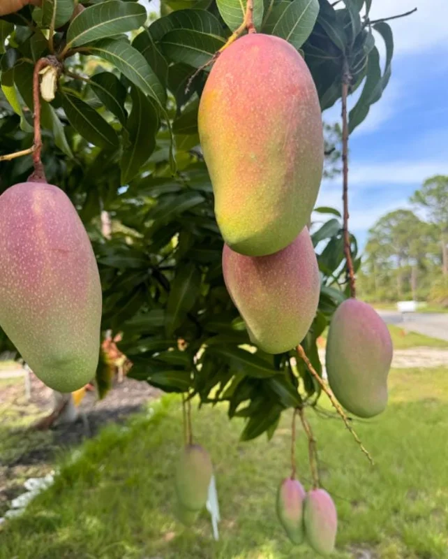 Valencia Pride Grafted Mango Tree - 12-18" Tall Live Plant - Tropical Fruit - Image 1