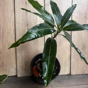 Valencia Pride Mango Live Tree Plant – Grafted – 1/2 Gallon Pot - Image 2