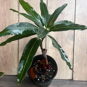 Valencia Pride Mango Live Tree Plant – Grafted – 1/2 Gallon Pot - Image 4