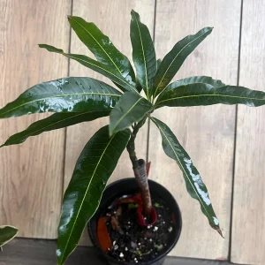Valencia Pride Mango Live Tree Plant – Grafted – 1/2 Gallon Pot - Image 8