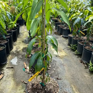 Valencia Pride Mango Tree - 3 Gallon Pot, Grafted Live Plant, Fruit Bearing - Image 5