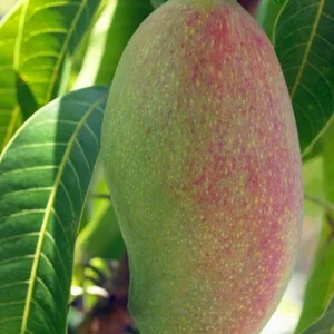 Valencia Pride Mango Tree - 3 Gallon Pot, Grafted Live Plant, Fruit Bearing - Image 6