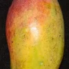 Valencia Pride Mango Tree Live Plant - 1 to 2 Feet Tall - 3 Gallon Pot - Image 1