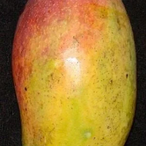 Valencia Pride Mango Tree Live Plant - 1 to 2 Feet Tall - 3 Gallon Pot - Image 1