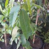 Valencia Pride Mango Tree Live Plant – 2-3 Ft Tall – Ship in 3 Gal Pot - Image 1
