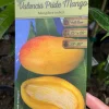 Valencia Pride Mango Tree Live Plant – Grafted, 3 Gallon, 2-3 ft Tall - Image 1
