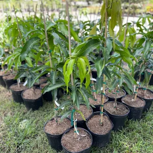 Valencia Pride Mango Tree Live Plant – Grafted, 3 Gallon, 2-3 ft Tall - Image 3