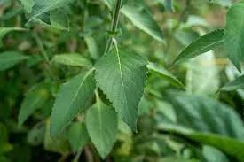 Vana Tulsi Seeds - Wild Forest Holy Basil (Ocimum gratissimum) for Culinary & Herbal Gardens - Image 2