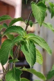 Vana Tulsi Seeds - Wild Forest Holy Basil (Ocimum gratissimum) for Culinary & Herbal Gardens - Image 3