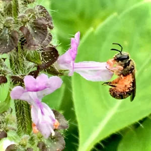 Vana Tulsi Seeds - Wild Forest Holy Basil (Ocimum gratissimum) for Culinary & Herbal Gardens - Image 1