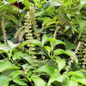 Vana Tulsi Seeds - Wild Forest Holy Basil (Ocimum gratissimum) for Culinary & Herbal Gardens - Image 4