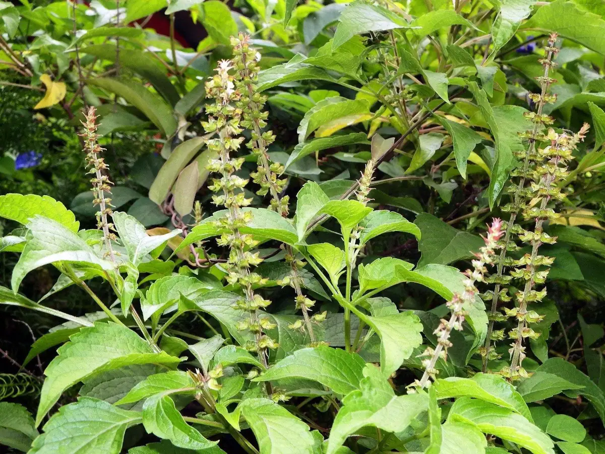 Vana Tulsi Seeds - Wild Forest Holy Basil (Ocimum gratissimum) for Culinary & Herbal Gardens - Image 4