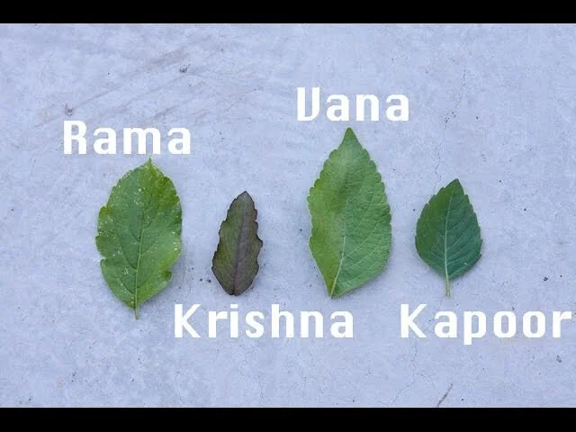 Vana Tulsi Seeds - Wild Forest Holy Basil (Ocimum gratissimum) for Culinary & Herbal Gardens - Image 5