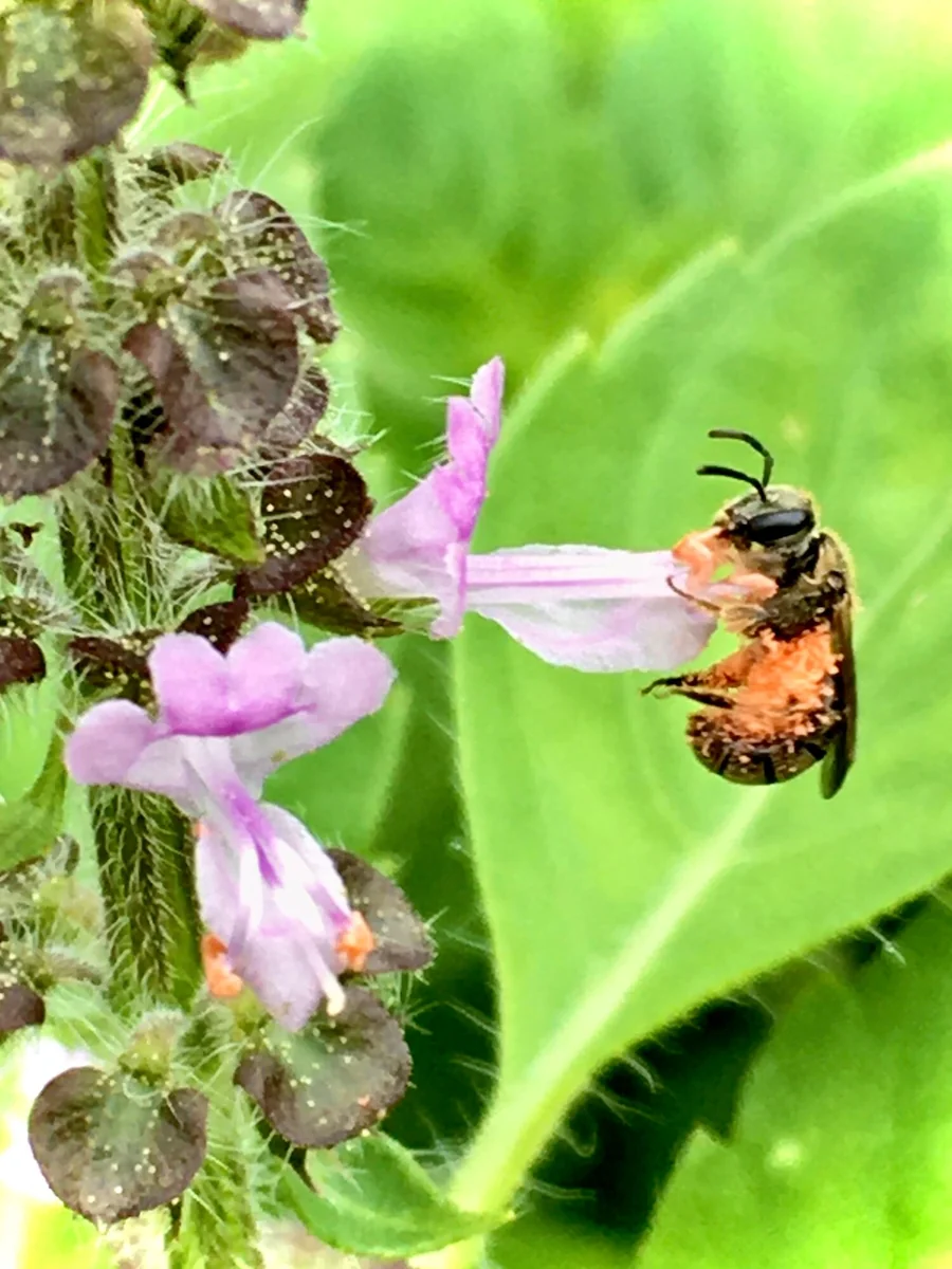 Vana Tulsi Seeds - Wild Forest Holy Basil (Ocimum gratissimum) for Culinary & Herbal Gardens - Image 1