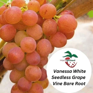 Vanessa Seedless Grapevine - 1 Bare Root Red Table Grape Plant for Zones 5-12 - Image 2