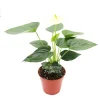 Vanilla Anthurium Live Plant – 4 inch Potted Houseplant – Indoor Tropical Plant - Image 1
