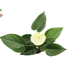 Vanilla Anthurium Live Plant – 4 inch Potted Houseplant – Indoor Tropical Plant - Image 2