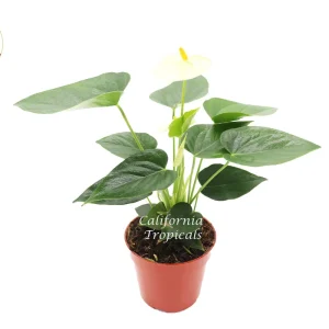 Vanilla Anthurium Live Plant – 4 inch Potted Houseplant – Indoor Tropical Plant - Image 1