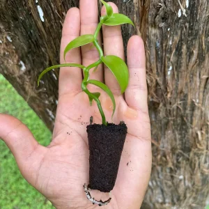 Vanilla Bean Orchid Live Plant - Fragrant Vanilla Planifolia - 4-6 Inch Tall - Image 2