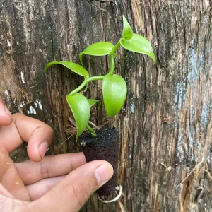 Vanilla Bean Orchid Live Plant - Fragrant Vanilla Planifolia - 4-6 Inch Tall - Image 4