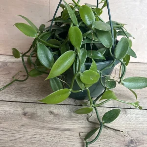 Vanilla Bean Orchid Live Plant - Vanilla planifolia, 8 inch Pot, Indoor/Outdoor Vine - Image 2