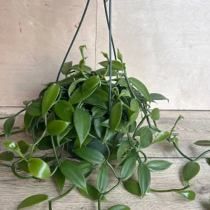 Vanilla Bean Orchid Live Plant - Vanilla planifolia, 8 inch Pot, Indoor/Outdoor Vine - Image 8