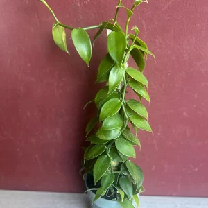 Vanilla planifolia Live Plant - Vanilla Bean Orchid in 6 inch Pot with Totem - Image 2