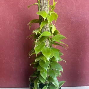 Vanilla planifolia Live Plant - Vanilla Bean Orchid in 6 inch Pot with Totem - Image 3