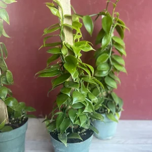 Vanilla planifolia Live Plant - Vanilla Bean Orchid in 6 inch Pot with Totem - Image 5