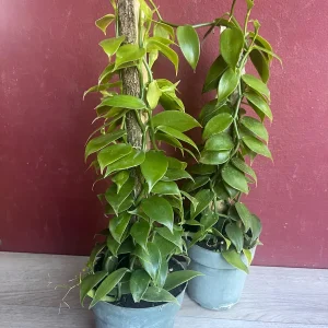 Vanilla planifolia Live Plant - Vanilla Bean Orchid in 6 inch Pot with Totem - Image 6